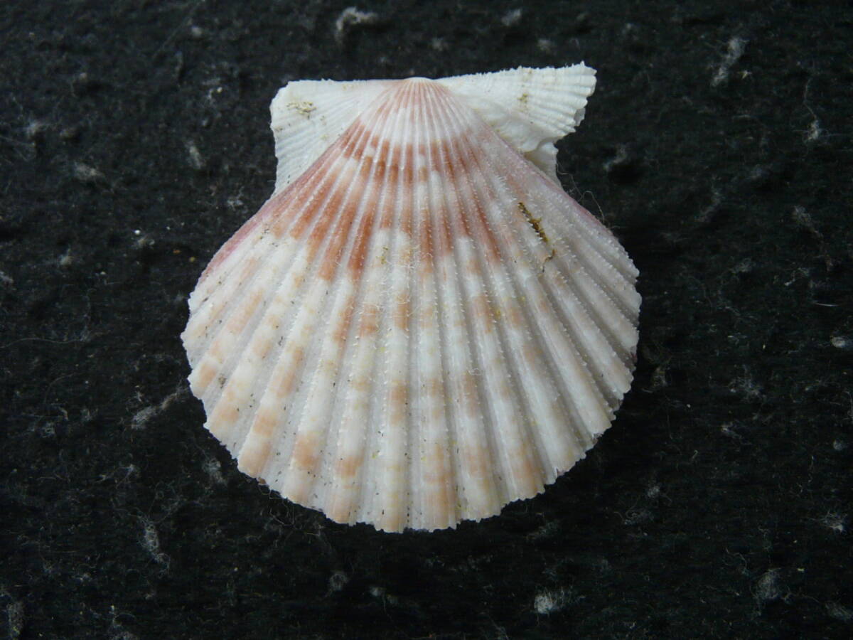 貝殻標本「ダーウィンニシキ（チョイ破損）」_画像2