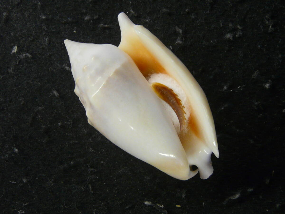 貝殻標本「ベニソデw/o（美!!）」の画像1