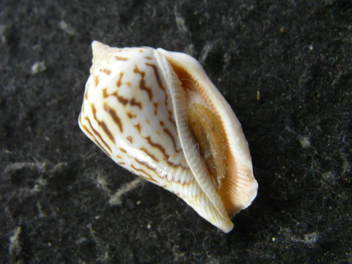 貝殻標本「Strombus mutabile zebriolatus A. Adam and Leloup, 1938w/o（美!!）」の画像1