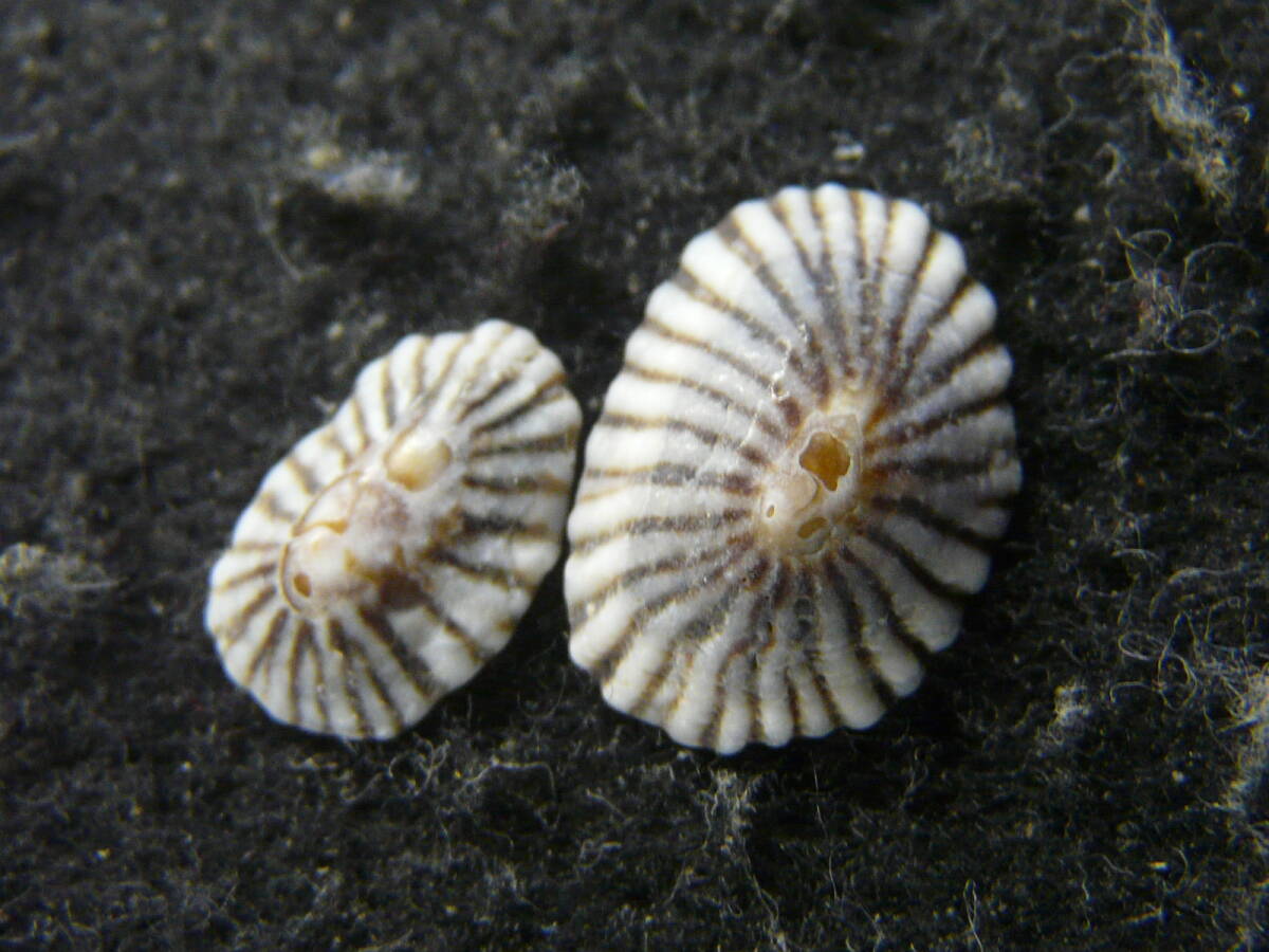貝殻標本「ケープカラマツ２個（美!!）」の画像1
