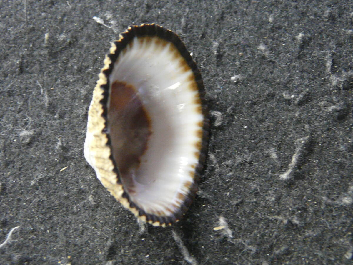 貝殻標本「ガマノセガサ（美!!）」の画像2