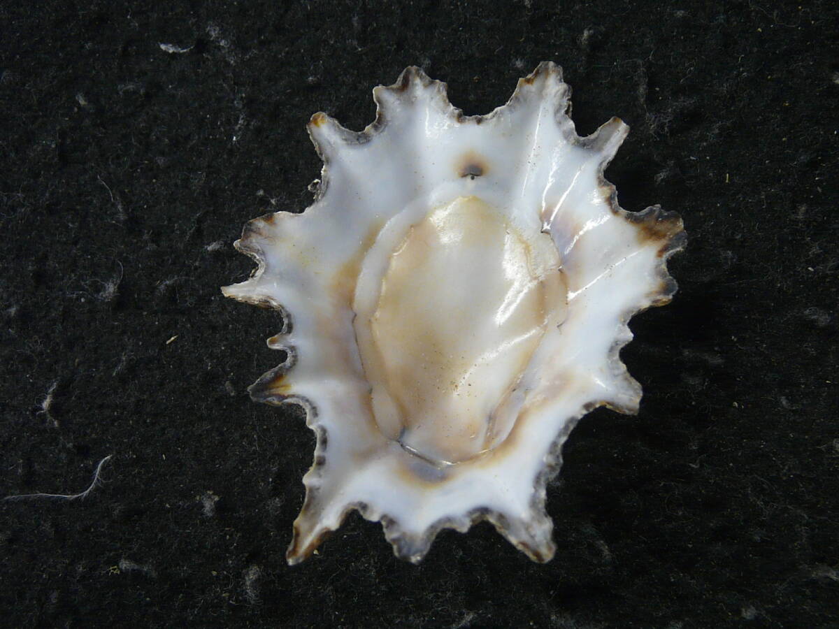 貝殻標本「トガリウノアシ（美!!）」の画像2
