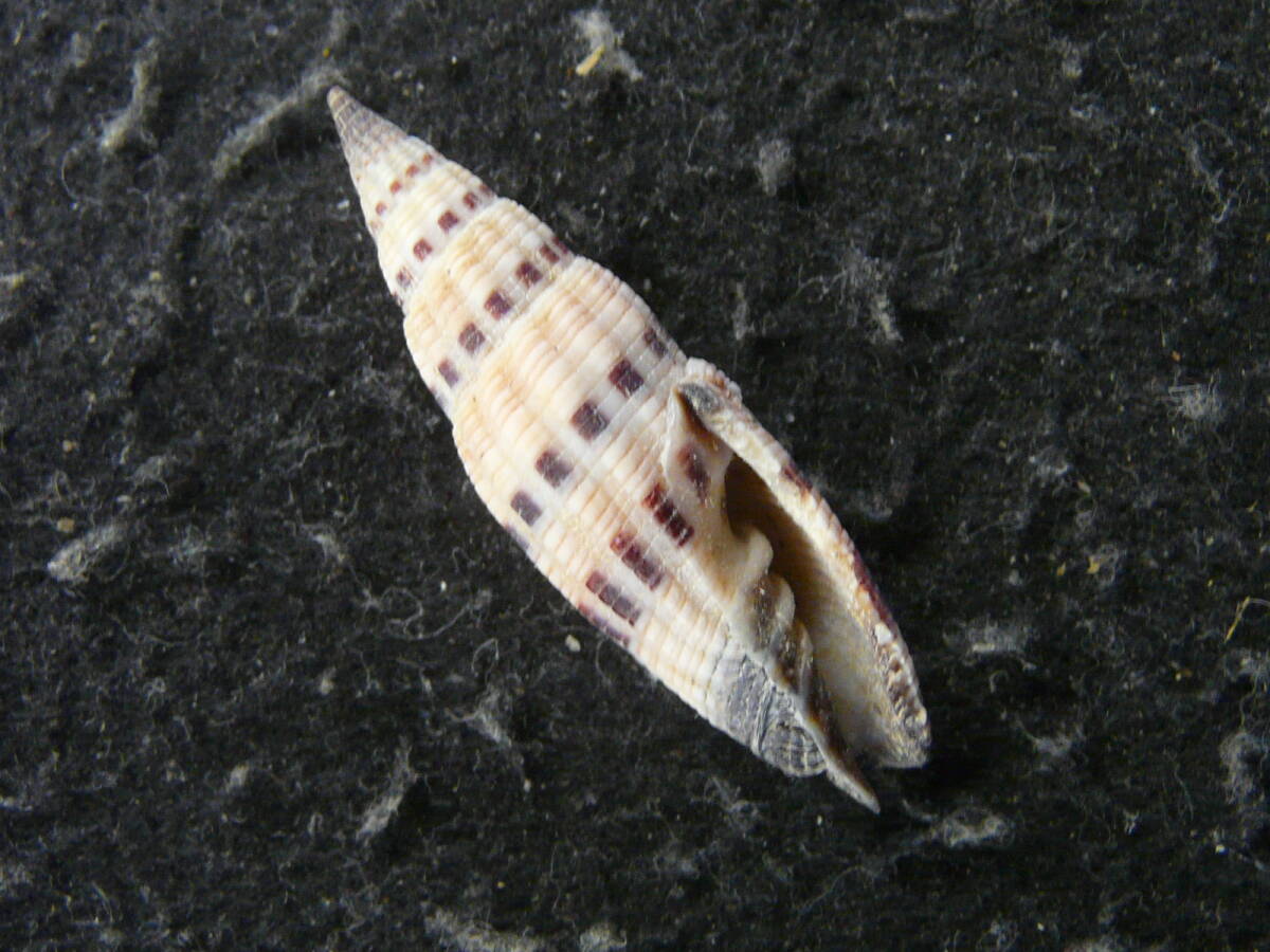 貝殻標本「カノコシボリミノムシ（美）」の画像1