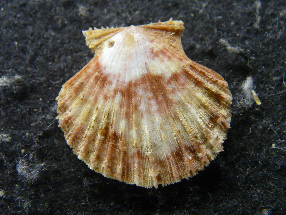 貝殻標本「ヒラヒヨクガイ（少産・FD）」の画像1