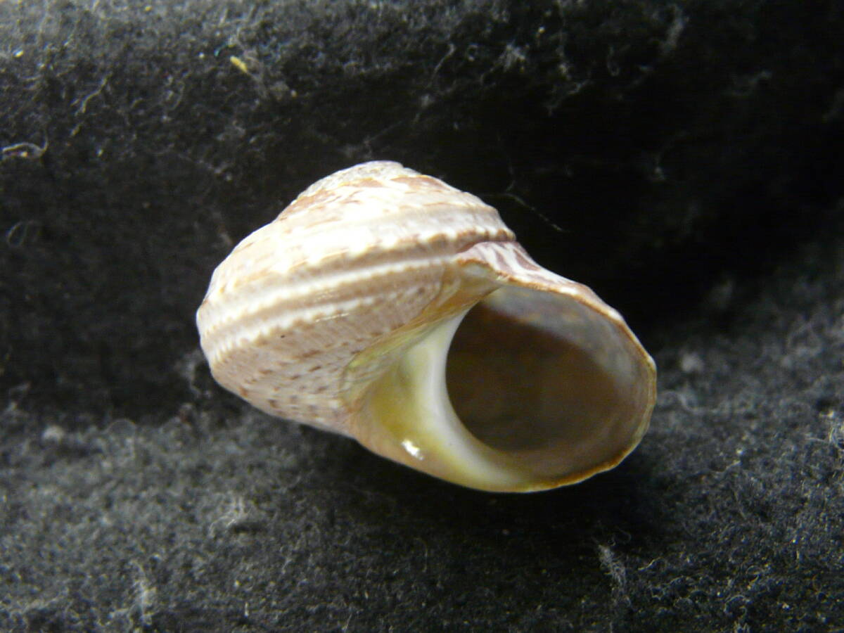 貝殻標本「ナタールサザエ（美!!）」の画像1