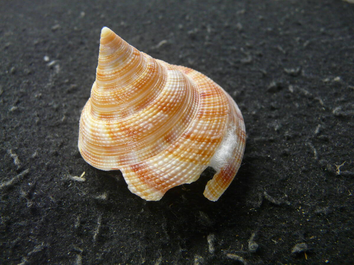 貝殻標本「ベニオキナエビスw/o（小・美!!）」_画像1