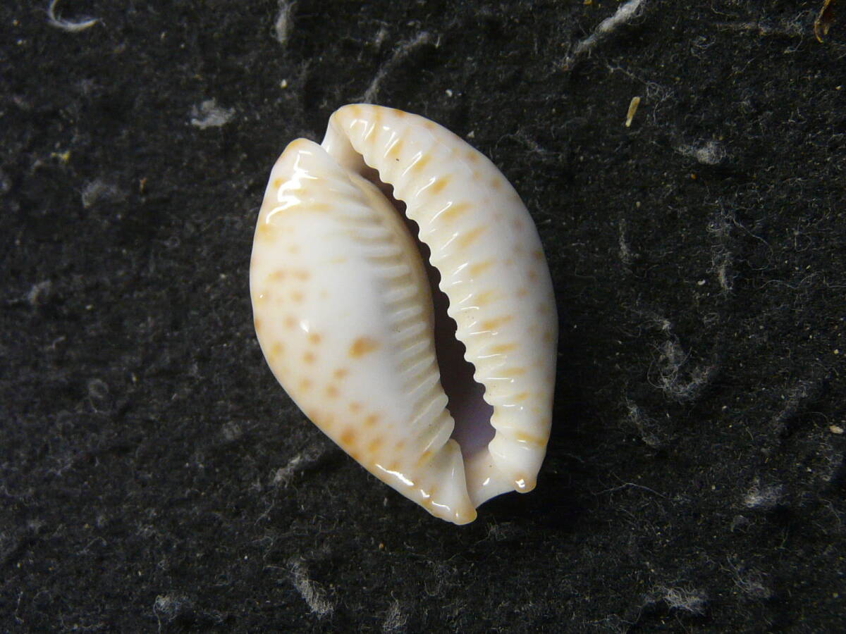 貝殻標本「テンジクダカラ（美!!）」の画像2