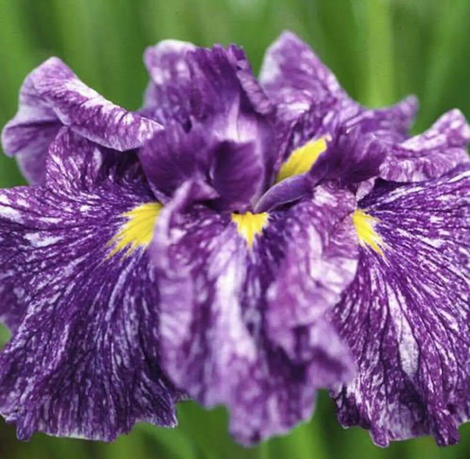 ハナショウブ 苗 筑紫路 肥後系 花菖蒲 希少品種 カキツバタ アヤメ ジャーマンアイリス 宿根草 多年草 強耐寒性 山野草の画像1