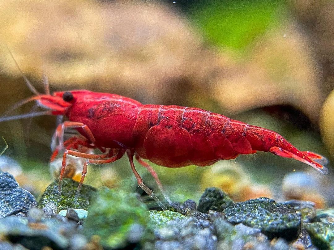  fire - red shrimp 30 pcs (SNP:30pcs) / Cherry shrimp / color freshwater prawn { shrimp flea leather }