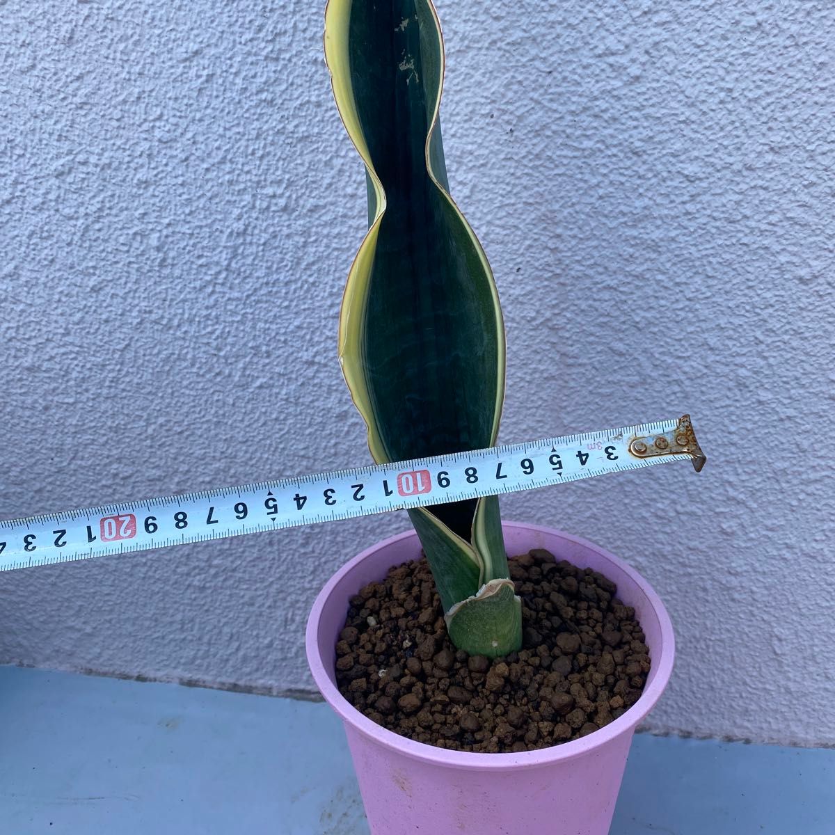 サンスベリア　ドラゴン　ブラック 斑入り SANSEVIERIA DRAGON BLACK VARIEGATED 