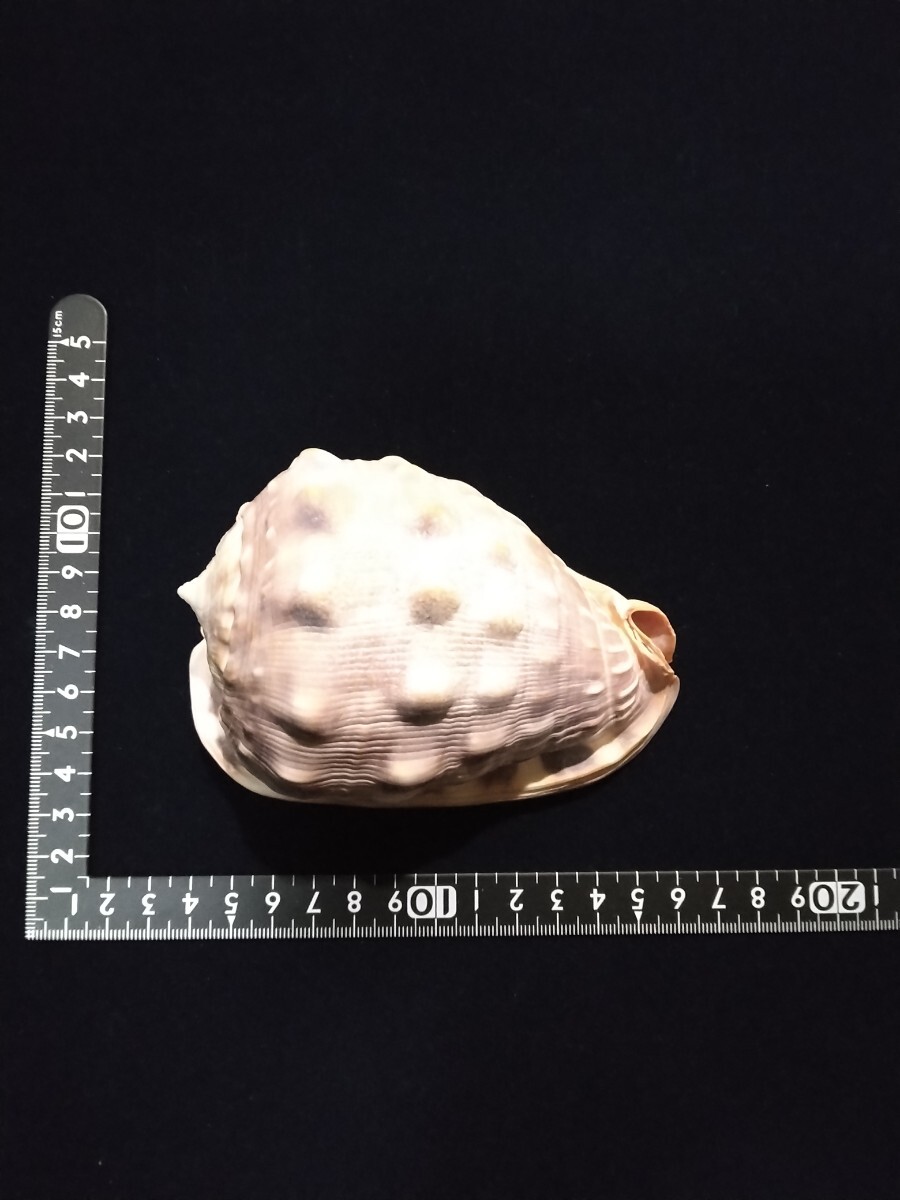 天然貝標本　マンボウガイ　長期保管品_画像3