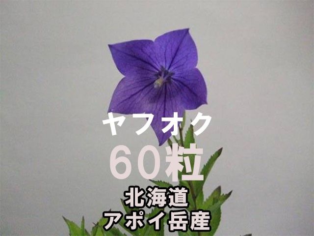 アポイキキョウ 種子 60粒 北海道 アポイ岳 高山植物 山野草