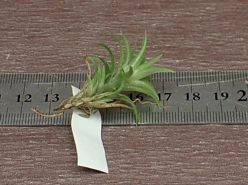 Tillandsia neglecta チランジア・ネグレクタ■エアプランツTIの画像2