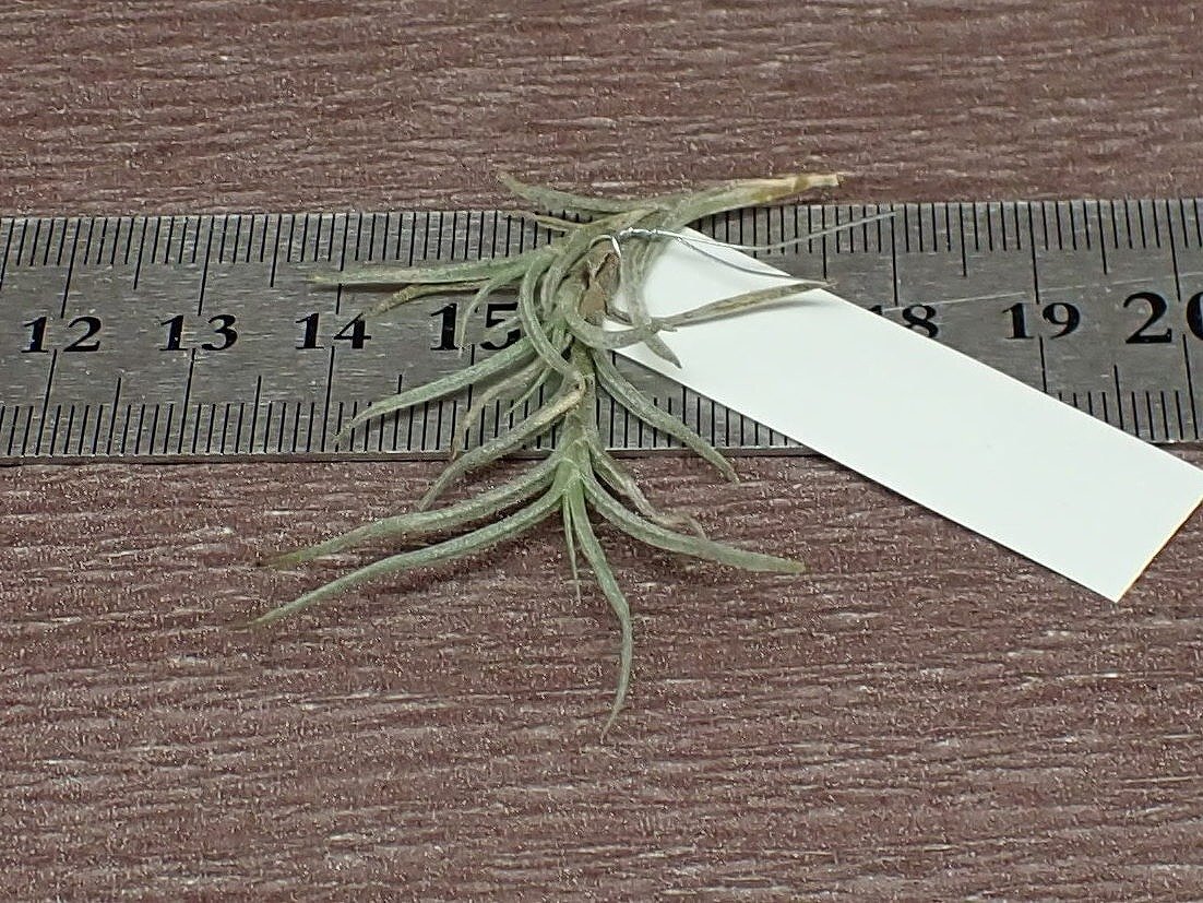 Tillandsia capillaris Type 2 チランジア・カピラリス タイプ2●エアプランツDF★第四種送料別途★税別1円～!!の画像3