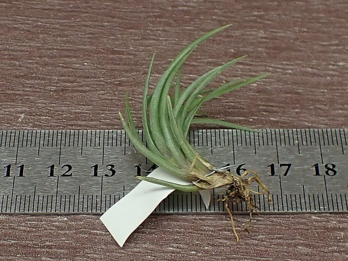 Tillandsia tenuifolia 'Bronze Tip' チランジア・テヌイフォリア ブロンズチップ■エアプランツTIの画像2