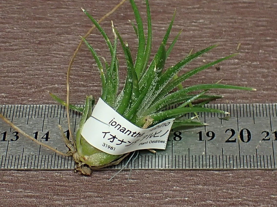 Tillandsia ionantha 'Albino' チランジア・イオナンタ アルビノ●エアプランツTI_画像2