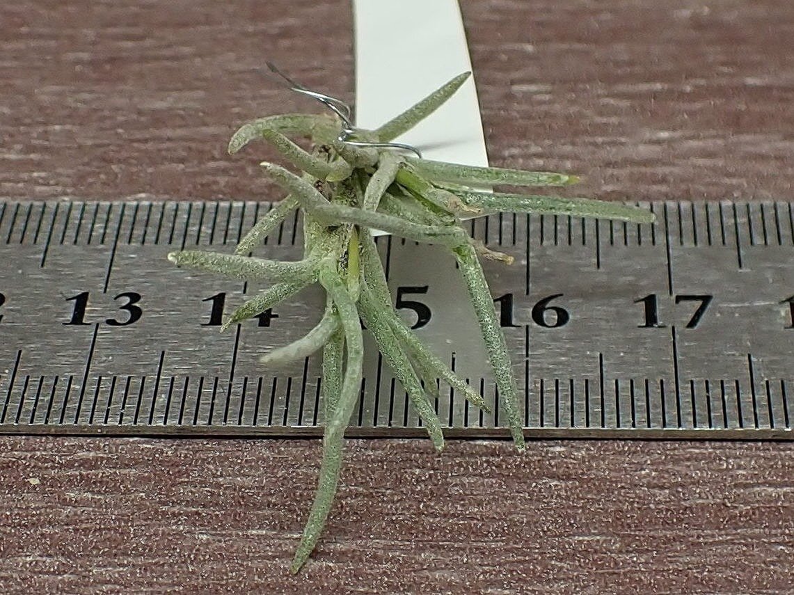 Tillandsia capillaris チランジア・カピラリス■エアプランツPR_画像3