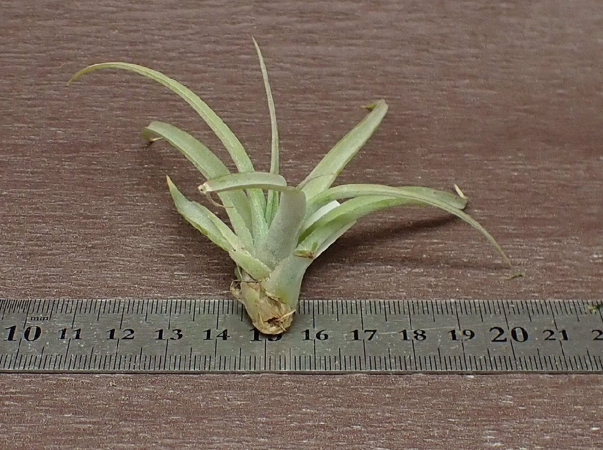 Tillandsia xerographica x T.brachycaulos チランジア・キセログラフィカxブラキカウロス■エアプランツTI!_画像2