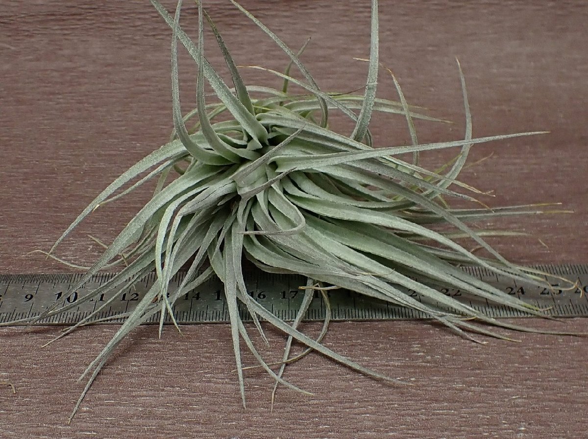 Tillandsia 'Houston Red Princess' チランジア ヒューストンレッドプリンセス★エアプランツPR_画像3