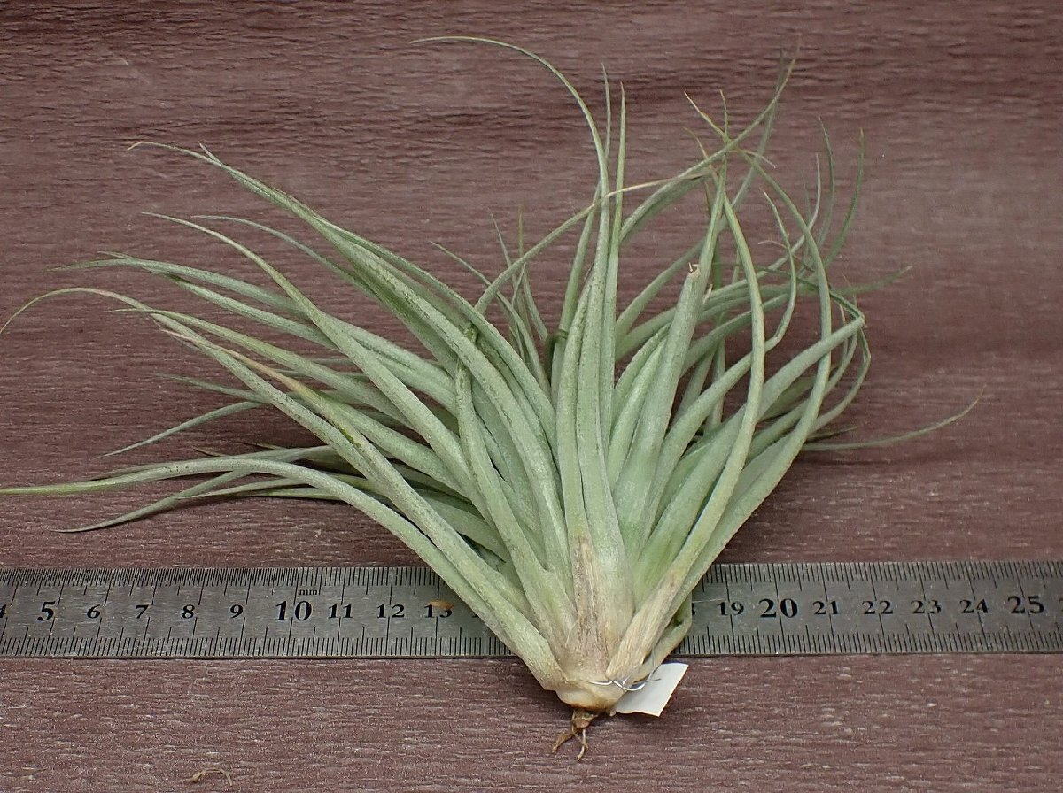 Tillandsia 'Houston Colossus' チランジア ヒューストンコロッサス★エアプランツPRの画像2