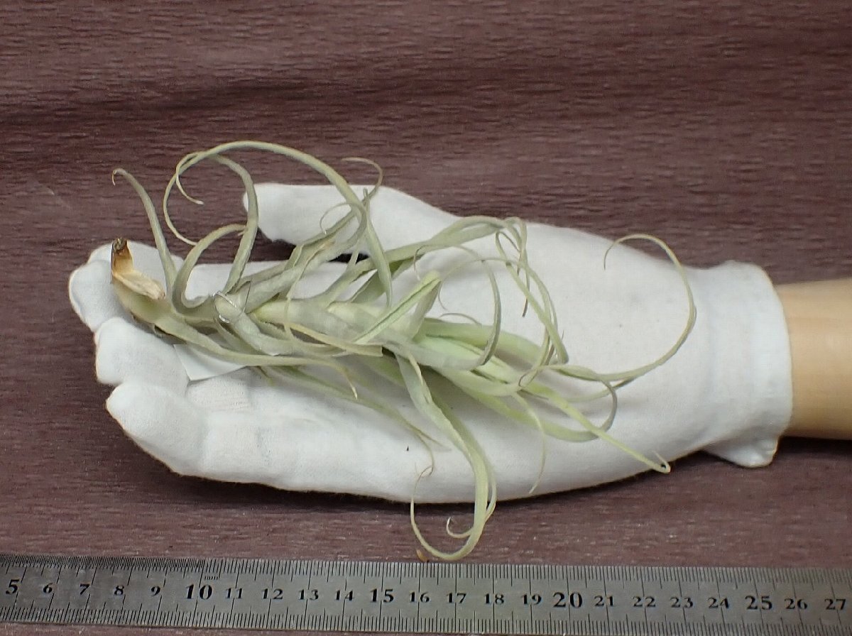 Tillandsia arhiza giant form チランジア・アリザ ジャイアントフォーム★エアプランツPR_画像1