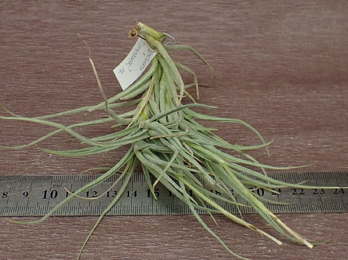 Tillandsia recurvata x T.streptocarpa? チランジア・レクルバータxストレプトカルパ●エアプランツPR_画像3