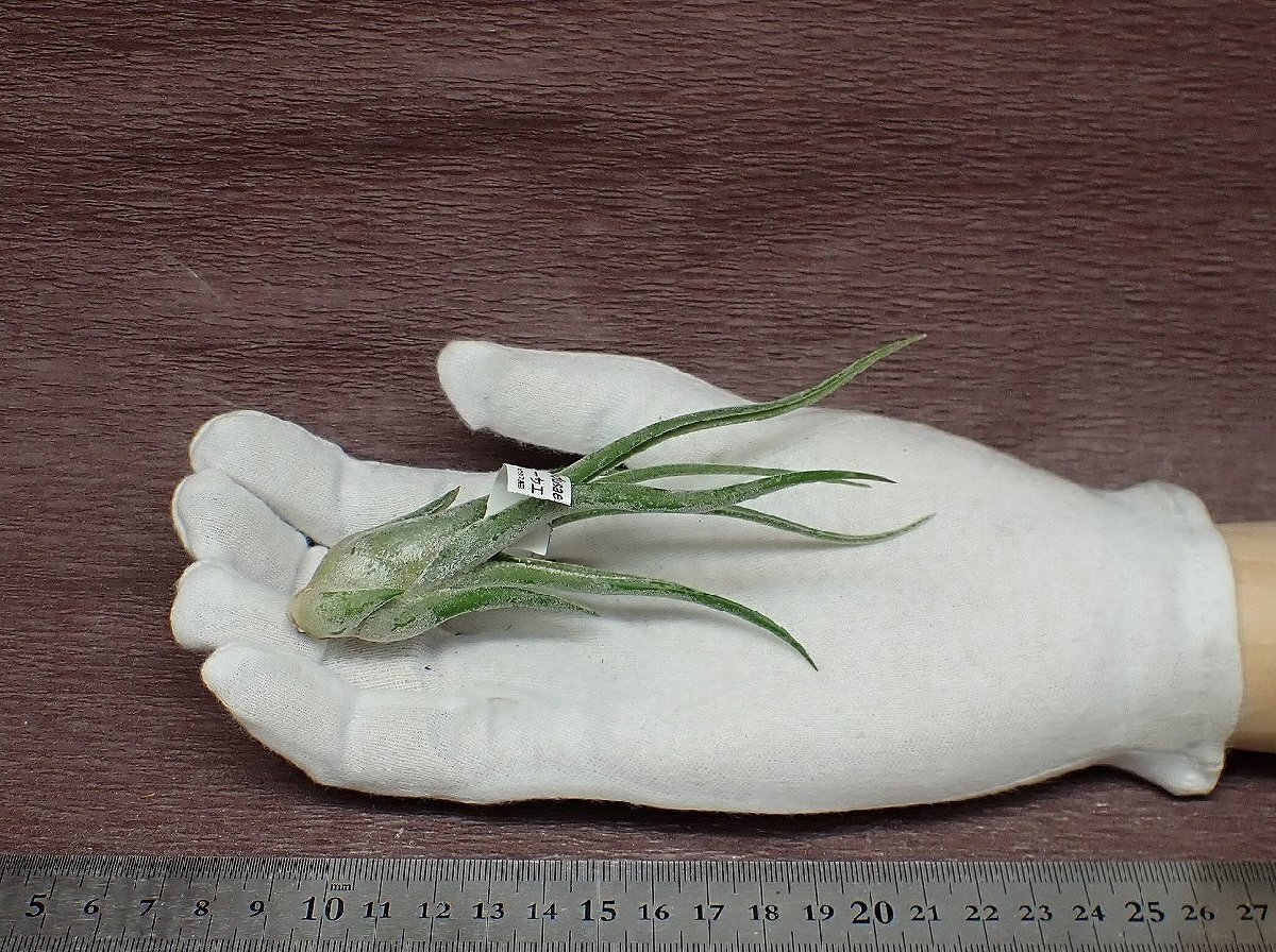 Tillandsia caput-medusaechi Ran jia* капсулпа tomete.-sae# воздушный растения CO