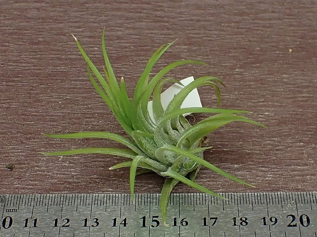 Tillandsia ionantha 'Selecta' チランジア・イオナンタ セレクタ■エアプランツTIの画像3