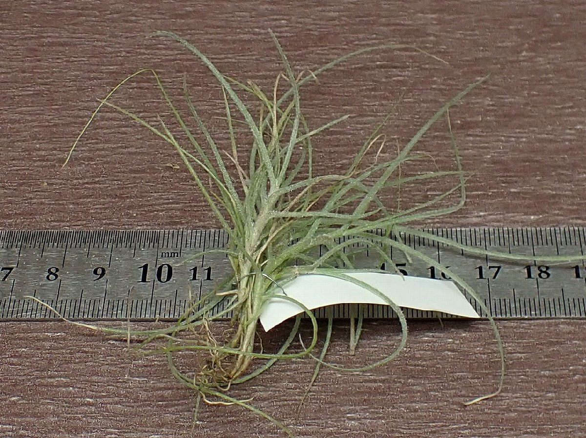 Tillandsia mallemontii チランジア・マレモンティ■エアプランツDP_画像2