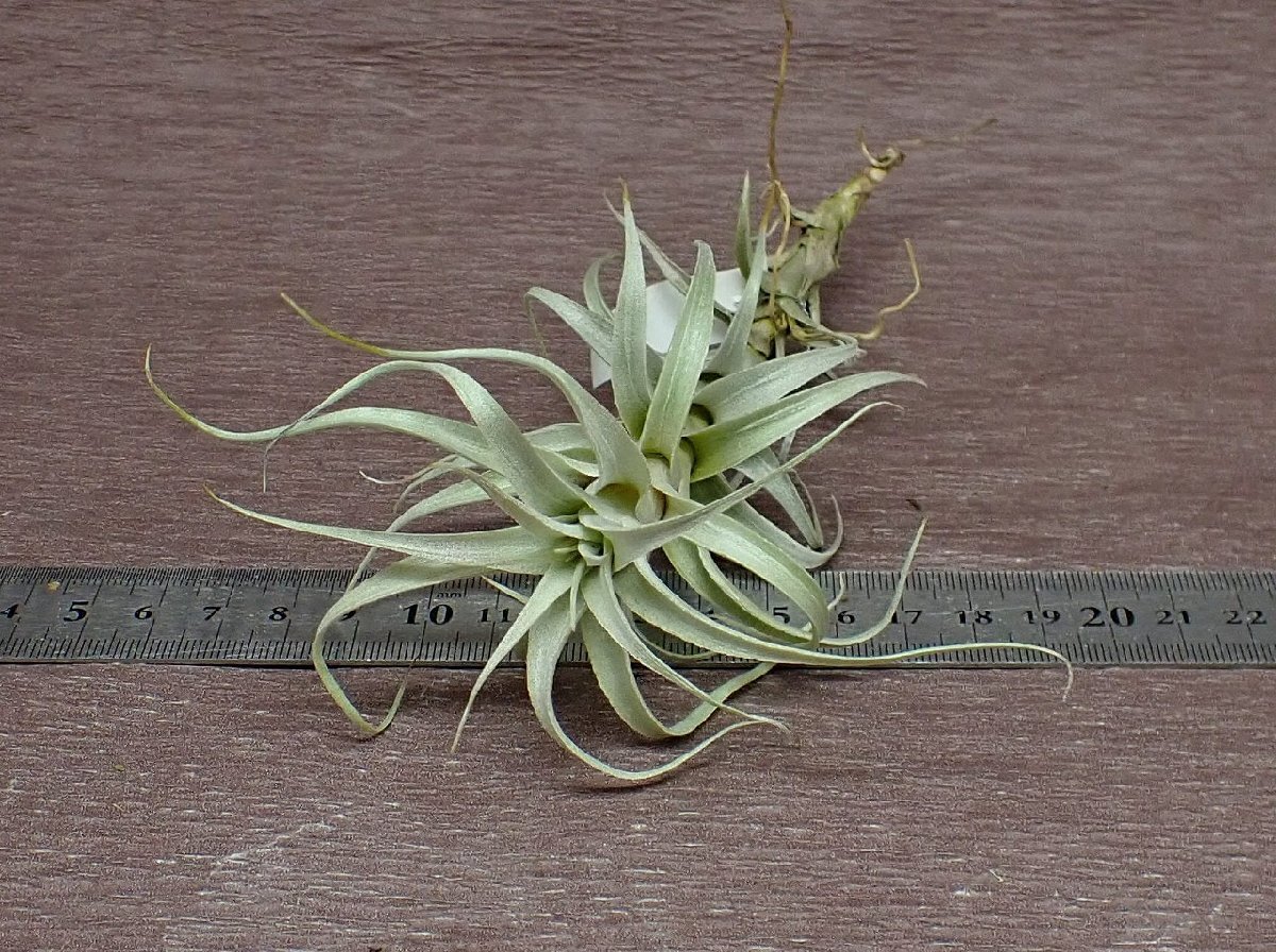 Tillandsia macbrideanachi Ran jia* Mac b Lidia na* air plant TI