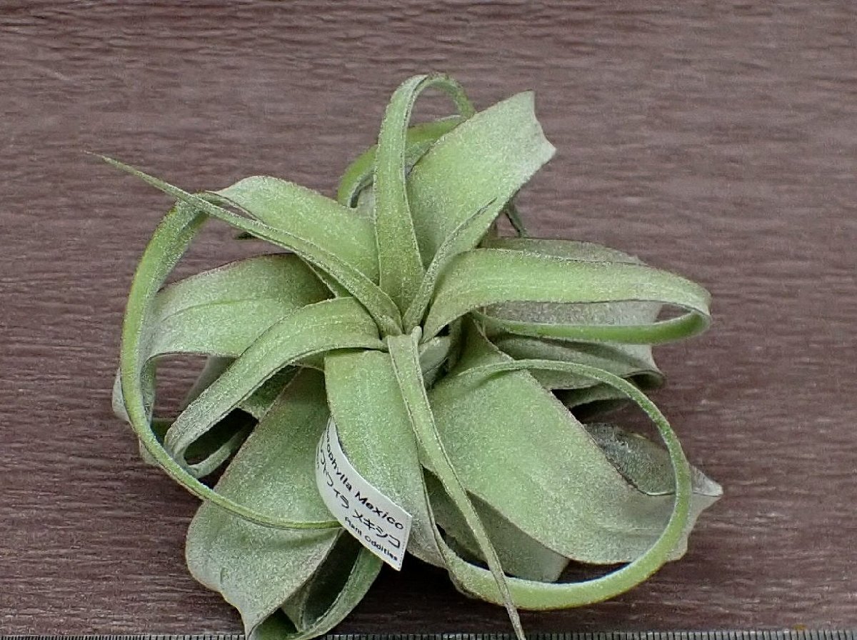 Tillandsia streptophylla Mexico チランジア・ストレプトフィラ メキシコ★エアプランツTI_画像3