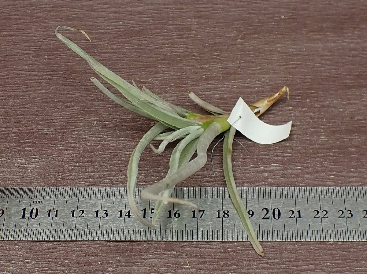 Tillandsia caliginosa yellow flower チランジア・カリギノサ 黄花★エアプランツPRの画像3