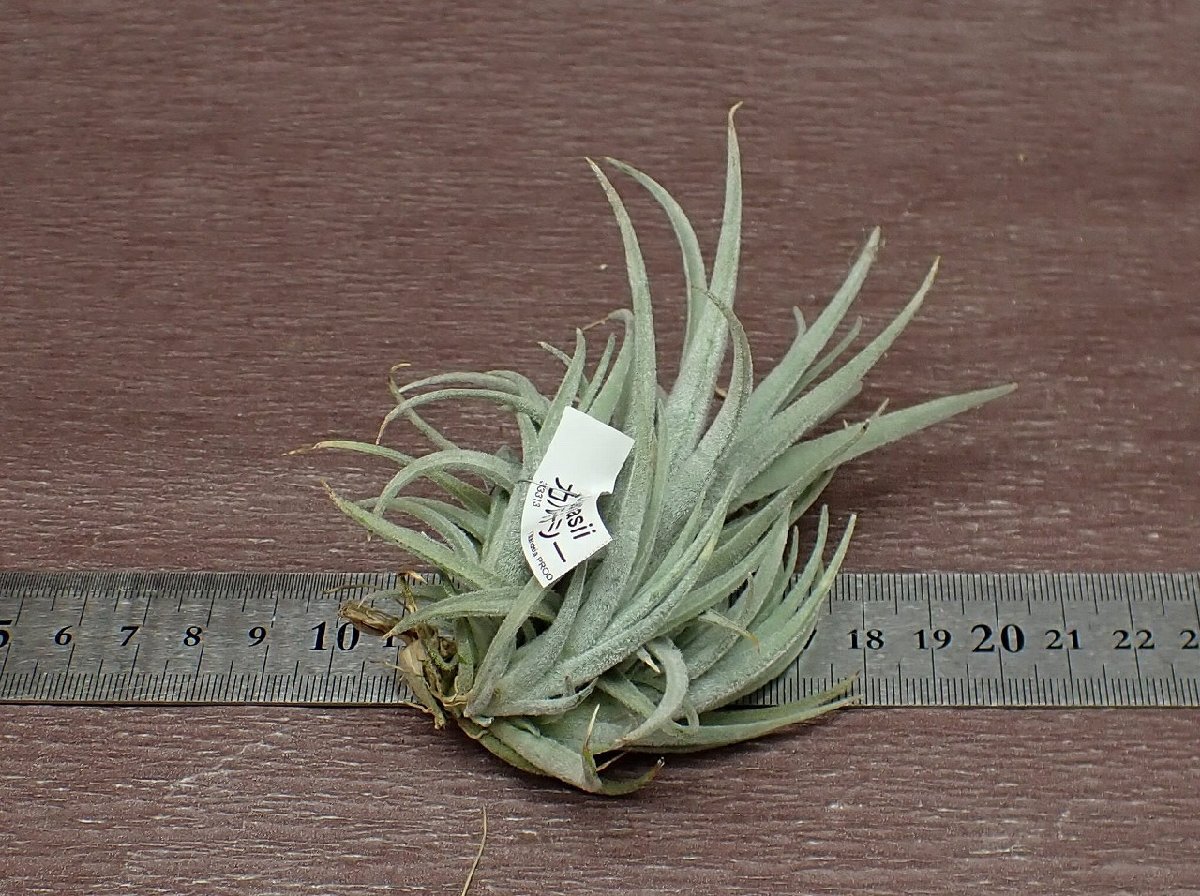 Tillandsia cardenasii チランジア・カルデナシー★エアプランツPR_画像2