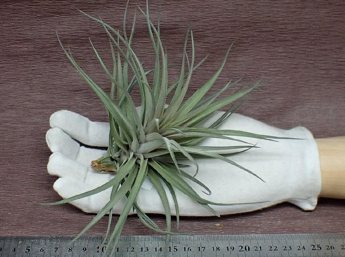 Tillandsia aeranthos 'Purple Leather' チランジア・アエラントス パープルレザー★エアプランツTI_画像1