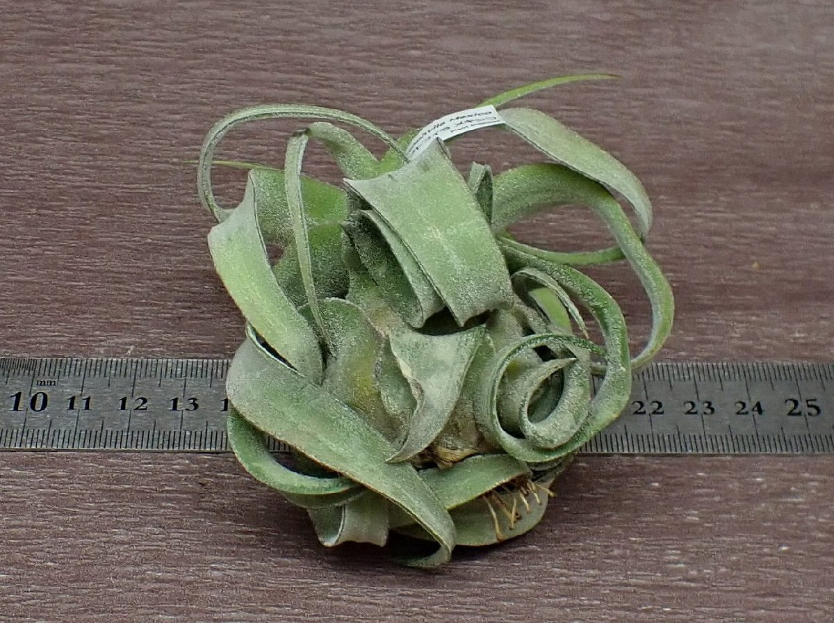 Tillandsia streptophylla Mexico チランジア・ストレプトフィラ メキシコ★エアプランツTI_画像2