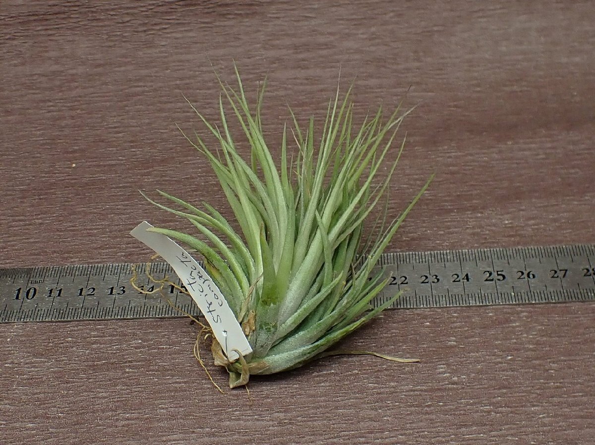 Tillandsia stricta v.compacta チランジア・ストリクタ コンパクタ●エアプランツTIの画像2