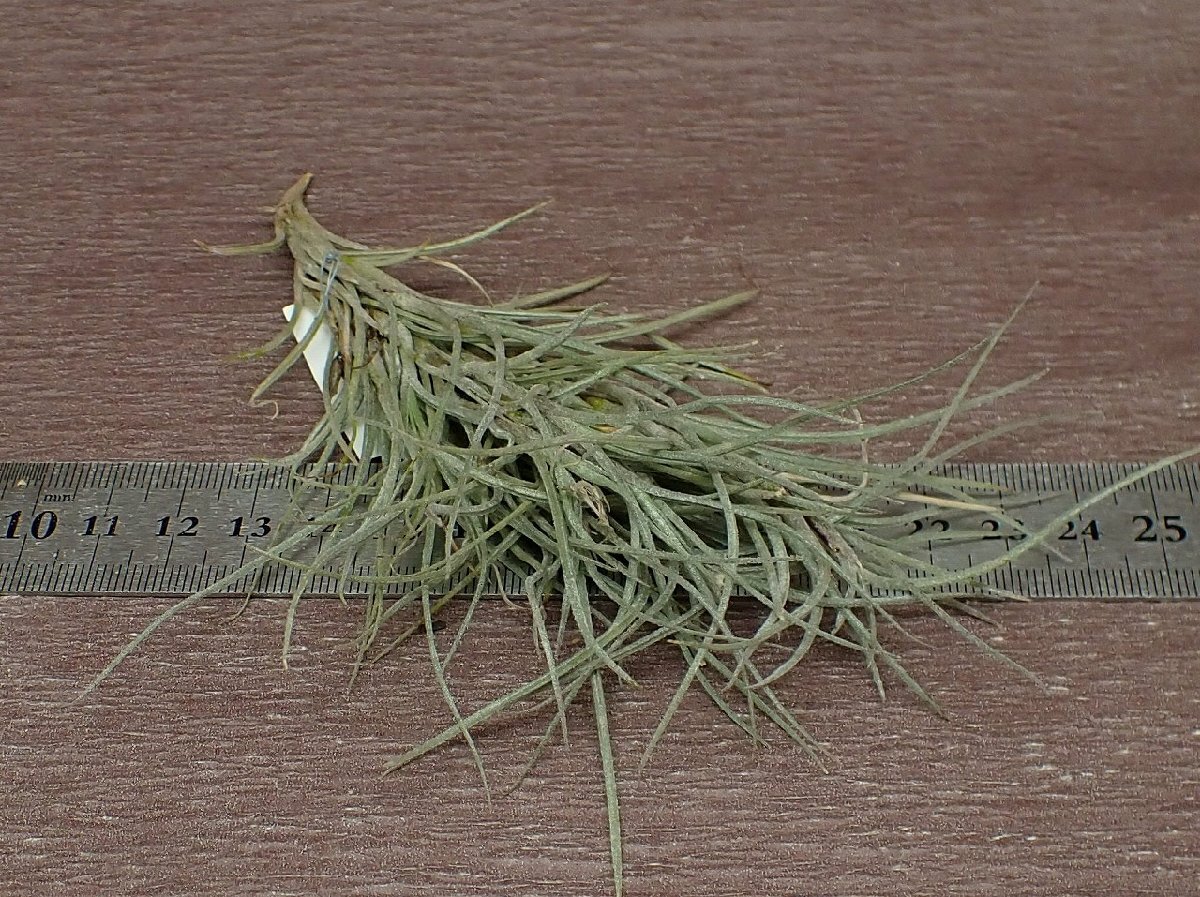 Tillandsia usneoides x T.recurvata form1 チランジア・ウスネオイデスxレクルバータ フォーム1●エアプランツPRの画像3