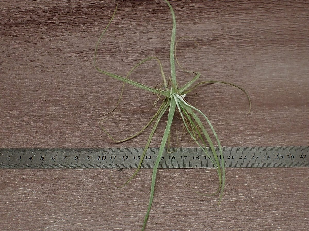 Tillandsia schiedeana チランジア・シーディアナ●エアプランツSE_画像3