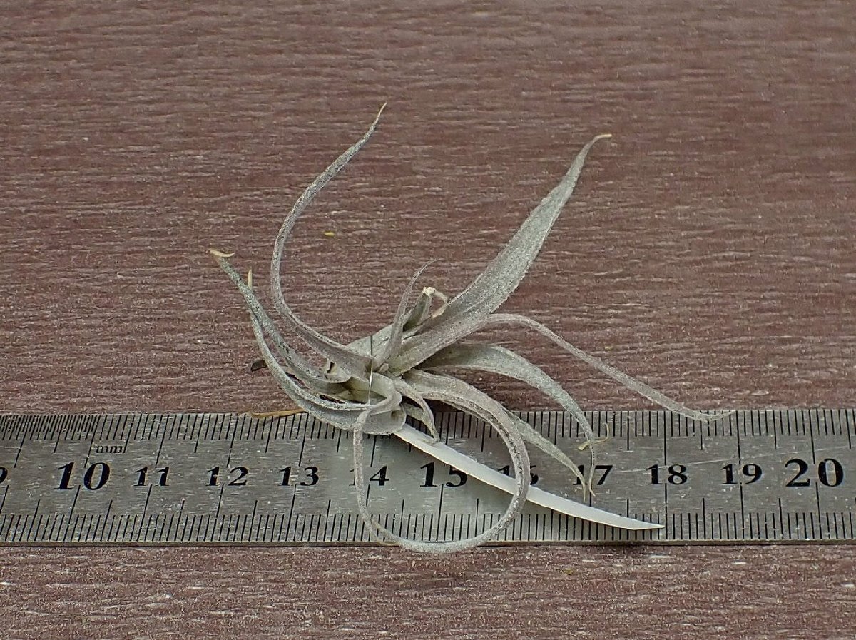 Tillandsia chiapensis チランジア・チアペンシス■エアプランツTI!_画像3