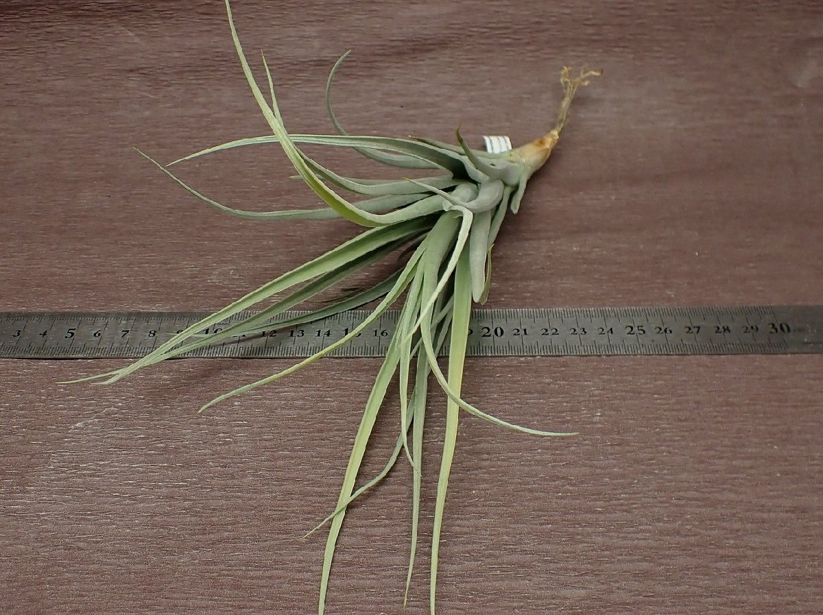 Tillandsia ixioides x T.reichenbachii チランジア・イキシオイデスxライヘンバッキー★エアプランツTI_画像3