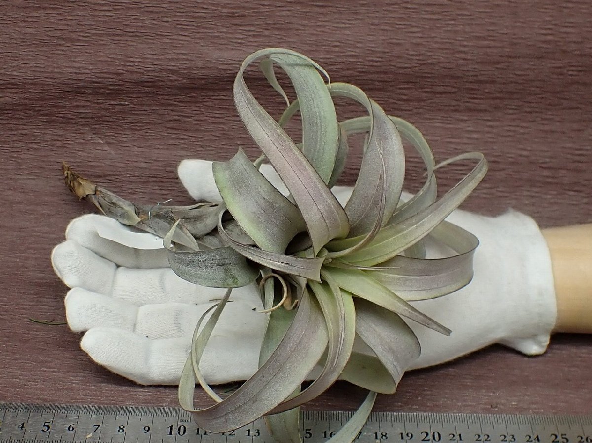 Tillandsia roseoscapa 'Curly' チランジア・ロゼオスカパ カーリー★エアプランツTI_画像1