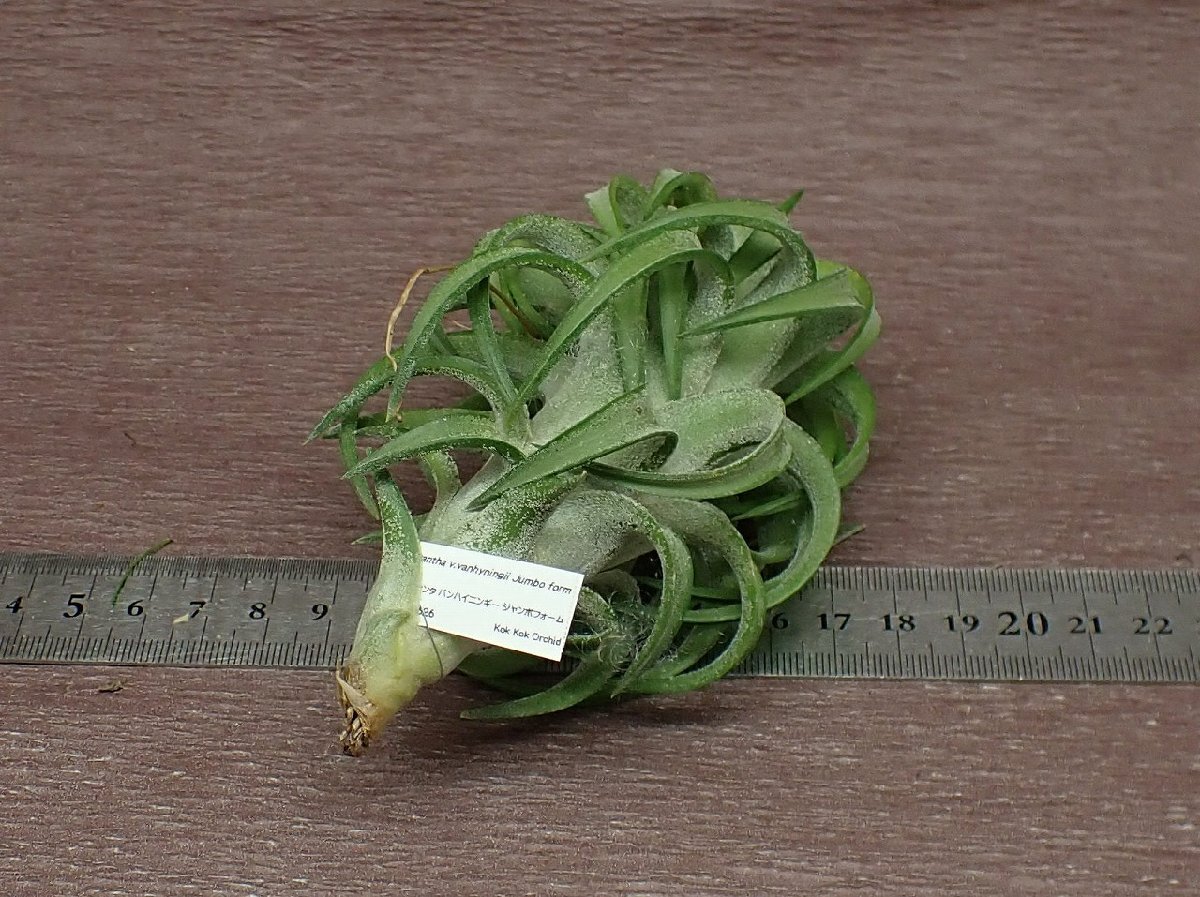 Tillandsia ionantha v.vanhyningii Jumbo form チランジア・イオナンタ バンハイニンギー ジャンボフォーム★エアプランツKKの画像2