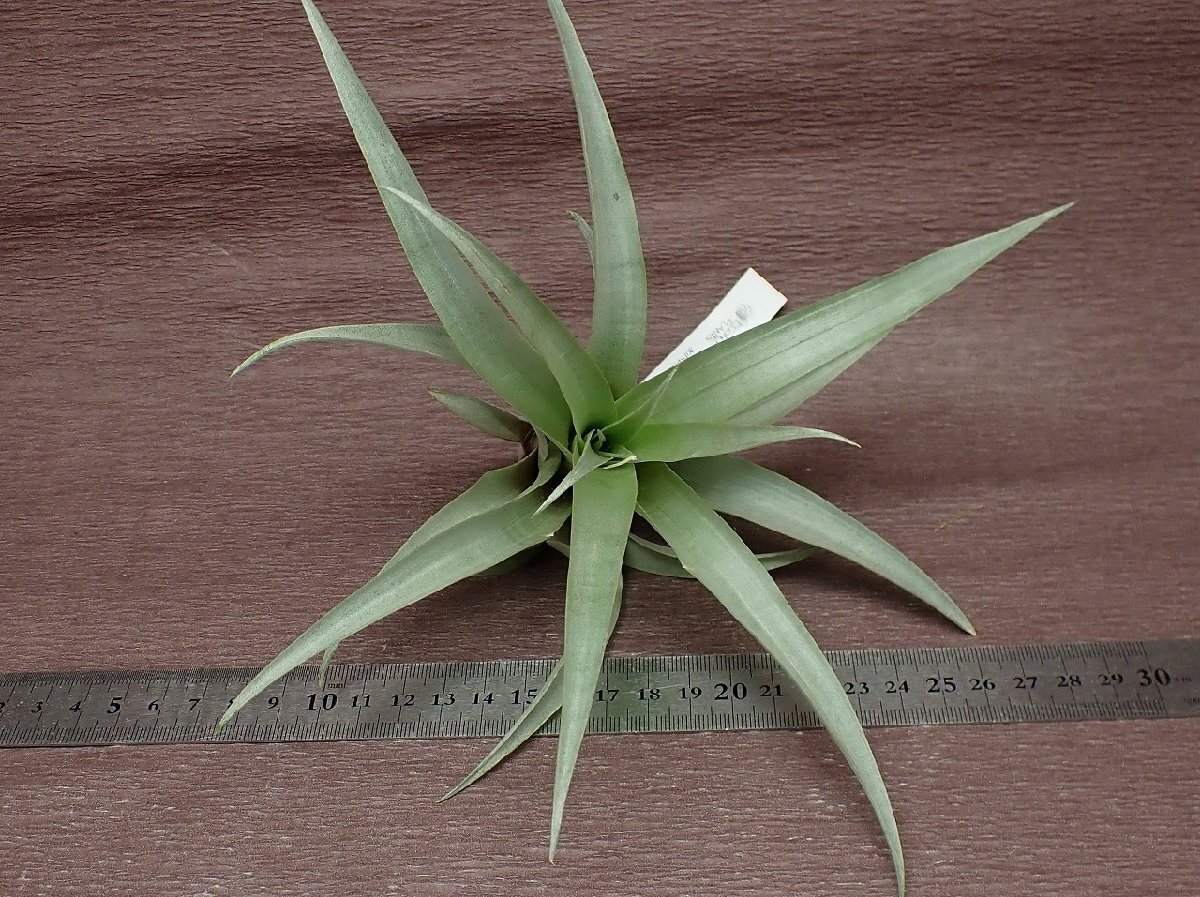 Tillandsia secunda vivipara チランジア・セクンダ ビビパラ★エアプランツEP_画像3