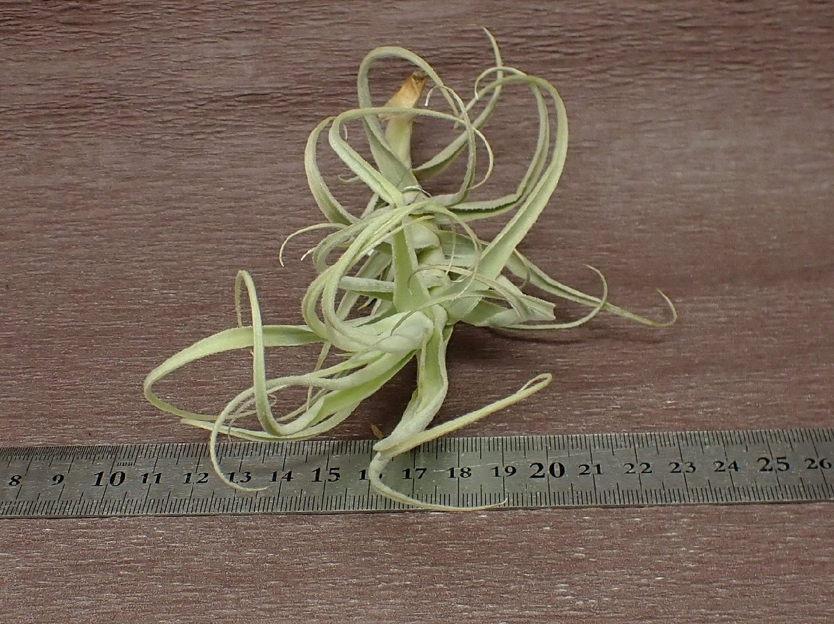 Tillandsia arhiza giant form チランジア・アリザ ジャイアントフォーム★エアプランツPR_画像3
