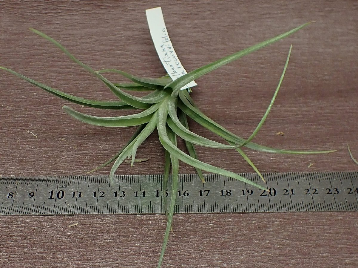 Tillandsia albertiana x T.recurvifolia チランジア・アルベルティアナxレクルビフォリア★エアプランツPR_画像3