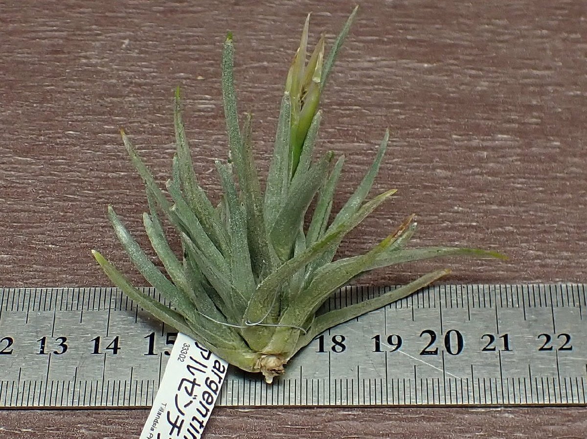 Tillandsia argentinachi Ran jia*aruzenchina* air plant PR