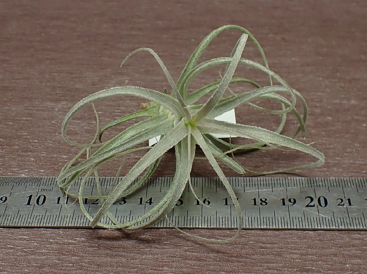 Tillandsia straminea 'Bush'70 チランジア・ストラミネア ブッシュ●エアプランツTIの画像3