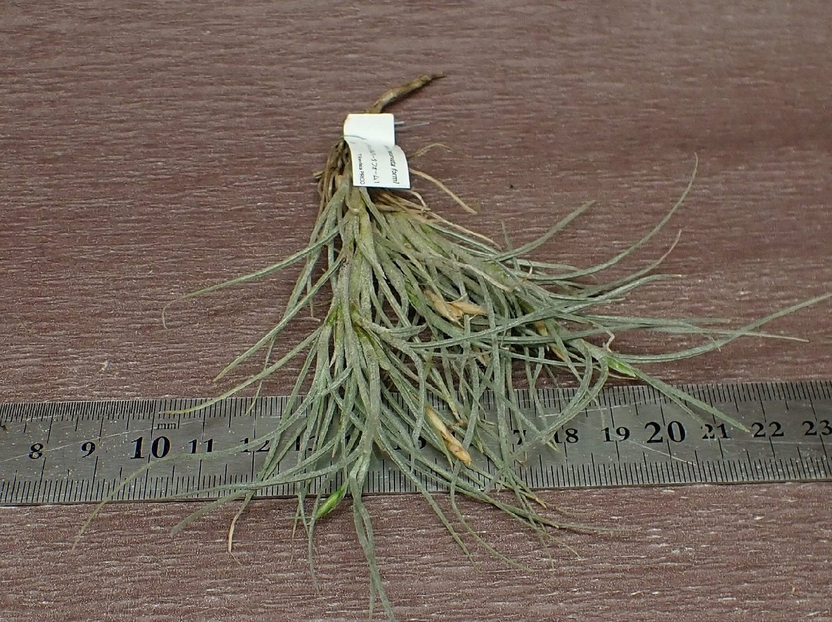 Tillandsia usneoides x T.recurvata form1 チランジア・ウスネオイデスxレクルバータ フォーム1●エアプランツPRの画像3