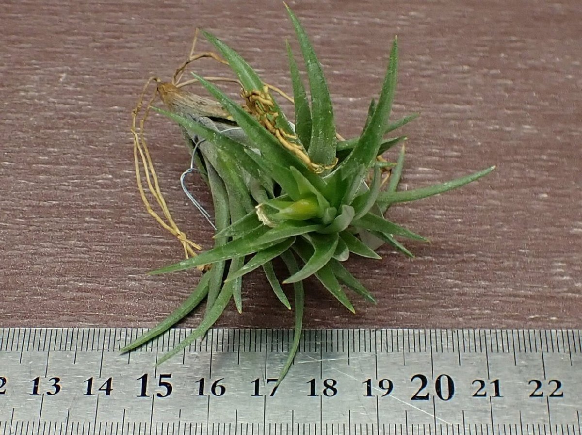 Tillandsia neglecta 'Giant' チランジア・ネグレクタ ジャイアント●エアプランツTIの画像3