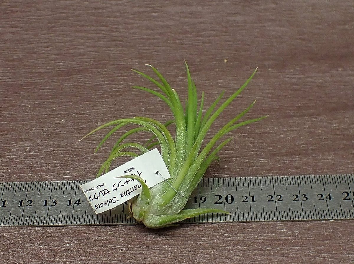 Tillandsia ionantha 'Selecta' チランジア・イオナンタ セレクタ■エアプランツTIの画像2